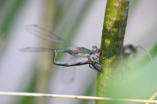 Chalcolestes viridis